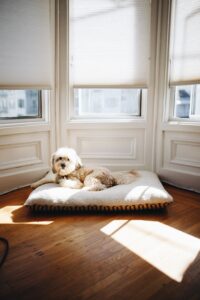 White roller shades above a dog on a doggy bed.